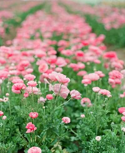 Flower Shop 57