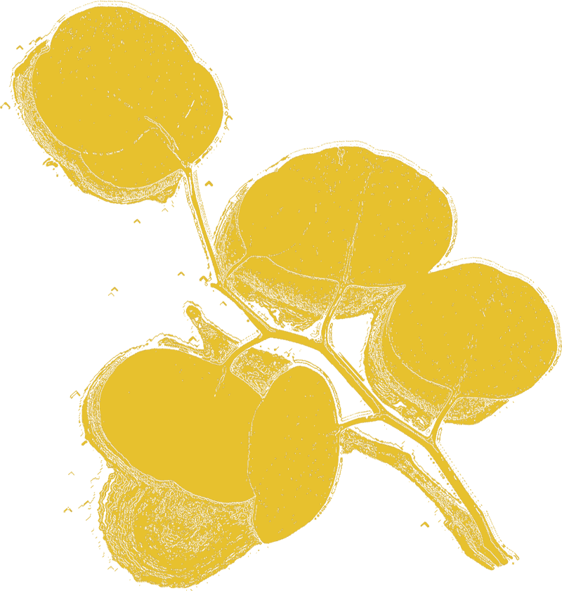 blume 2 blume 2